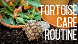 'Tortoise Daily Care Routine | Feeding Time'