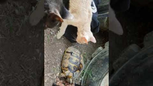 'Hungry tortoise eats cat food at the park'