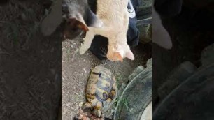 'Hungry tortoise eats cat food at the park'