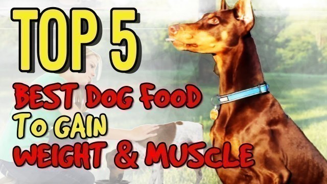 'BEST DOG FOOD TO GAIN WEIGHT AND  MUSCLE'