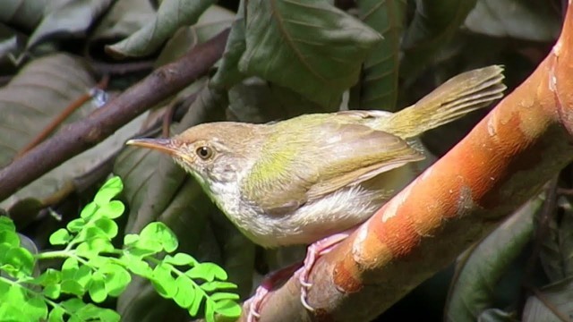 'Food Hunt - Common Tailorbird Finds Insects To Eat'