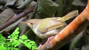 'Food Hunt - Common Tailorbird Finds Insects To Eat'