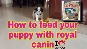 'Shih Tzu dog - first meal dry food 2020|ROYAL CANIN|