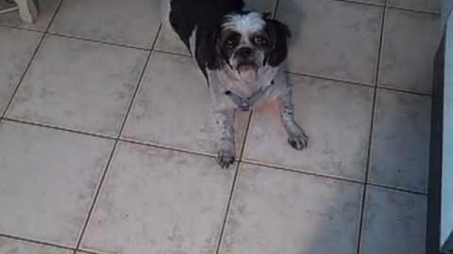 '14 year old Shih Tzu Whining for food'