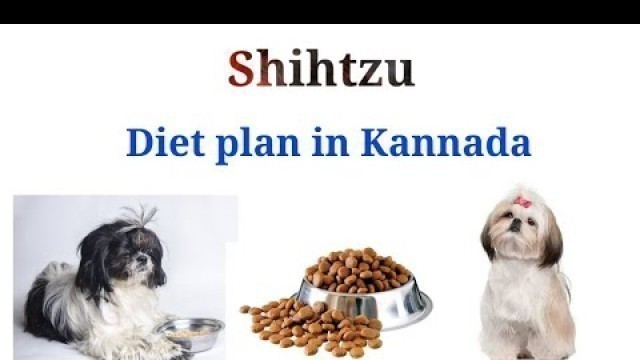 'Shihtzu diet plan in Kannada | ಷಿಜ್ಜು ಗಳಿಗೆ ಯಾವ ರೀತಿ ಆಹಾರ ಕೊಡಬೇಕು ಗೊತ್ತೆ ??? Hypoglycemia in dogs'