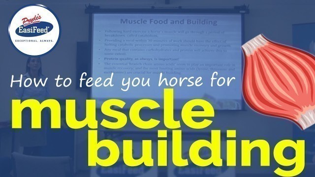 'How to feed your horse for muscle building'