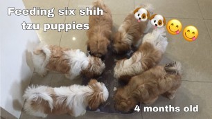 'Feeding our Six Shih Tzu Puppies | 4 Month Old Shih Tzu| Lulu the Shihtzu TV'