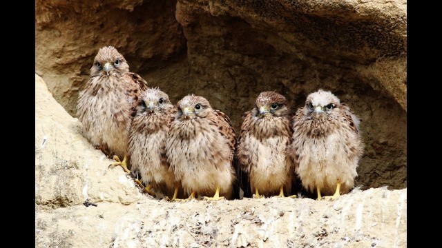 'Common Kestrel bringing food to the nest with 6 chicks (18 minutes) - Cyprus'