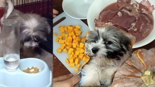 'HEALTHY HOMEMADE DOG FOOD | SHIH TZU | Nefie Ganda | Philippines'