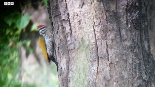 'Common Flameback | A pair of Common Flameback Woodpecker foraging the food | Beautiful Woodpecker |'