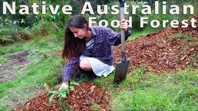 'Planting the Native Australian Food Forest on our homestead'