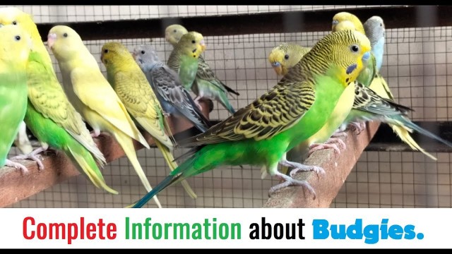 'Budgies Birds | Budgie parrot Breeding | Budgies parrot cage setup and food | Australian parrots'