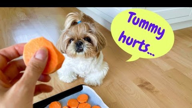 'little shih tzu had diarrhea..how did we treat it at home? tips & homemade remedies'