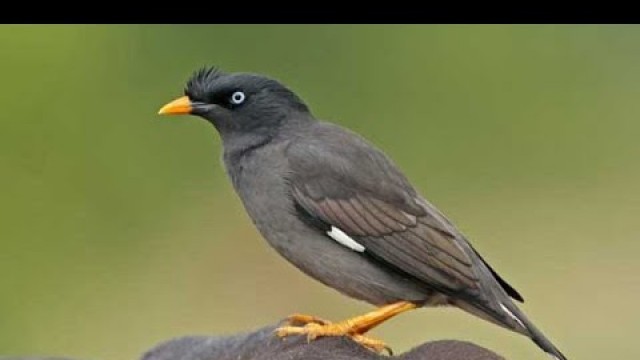 'How to eat food common moyna'