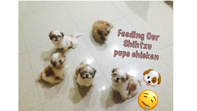 'Feeding Shihtzu Pups Chicken| Lulu’s Story'