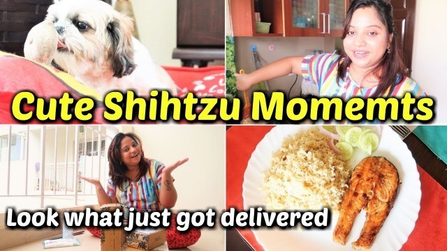 'LOOK WHAT JUST GOT DELIVERED! | Cute ShihTzu Moments | The POSTPONED Vlog'