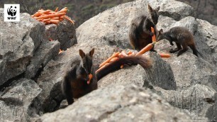 'Food Drops For Wallabies 