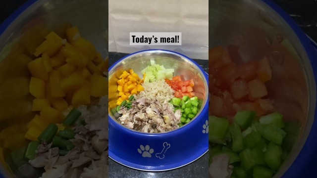 'Today’s meal | Mimi Shih tzu'