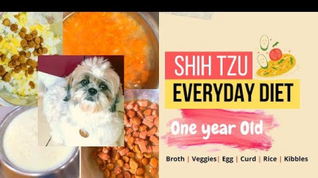 'Siya\'s Current Food Routine | One Year Old Shih Tzu'
