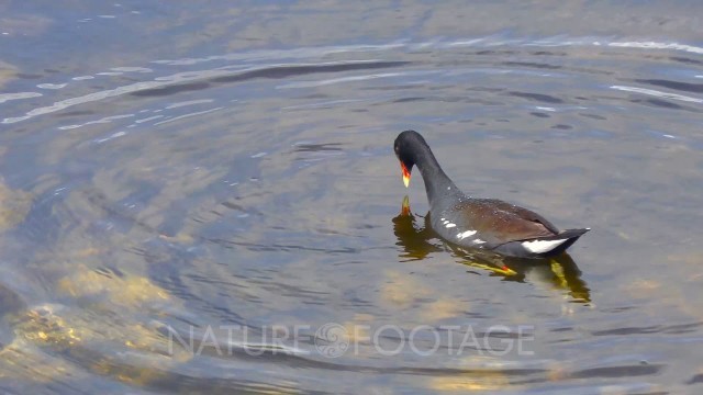 'Common Moorhen Looking for Food'