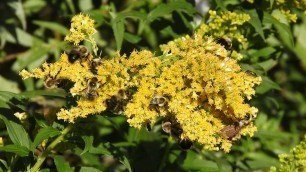 'Common bumble bees (Bombus impatiens) gathering food on goldenrod.'