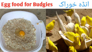 'Egg(Anda) food for Budgies Parrots. Australian parrots Breeding tips. Budgies Breeding soft food.'