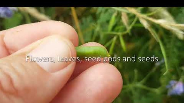 'Wild Food: Common Vetch'