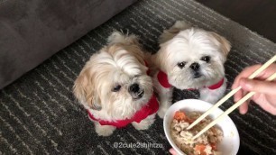 '[shih tzu] Furry Duo Ground Beef Recipes'