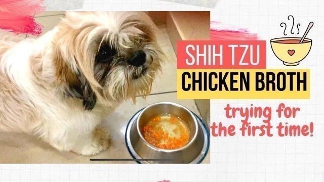 'Basic Chicken/Mutton Broth Recipe | Siya’s Reaction | One Year Old Shih Tzu'