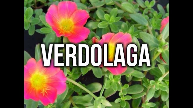 'Verdolaga Super Food (common purslane) Pursley - Portulaca oleracea'