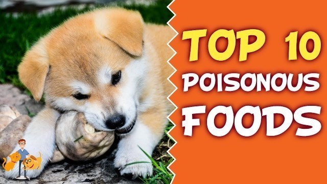 'Common Pet Poisons: Top 10 Poisonous Food for Cats and Dogs'